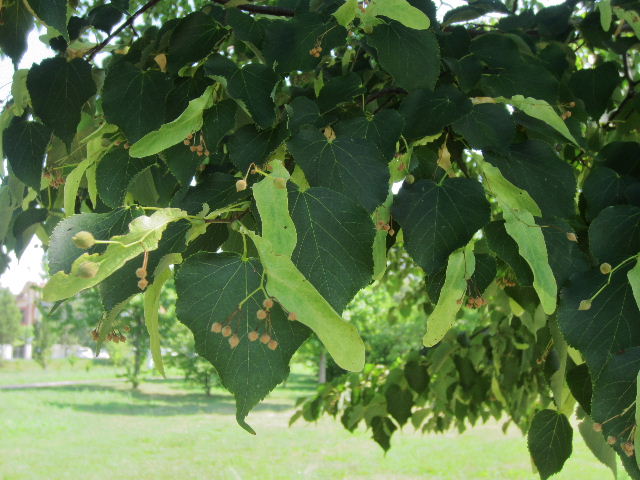 Perché ci piace tanto fotografare gli alberi